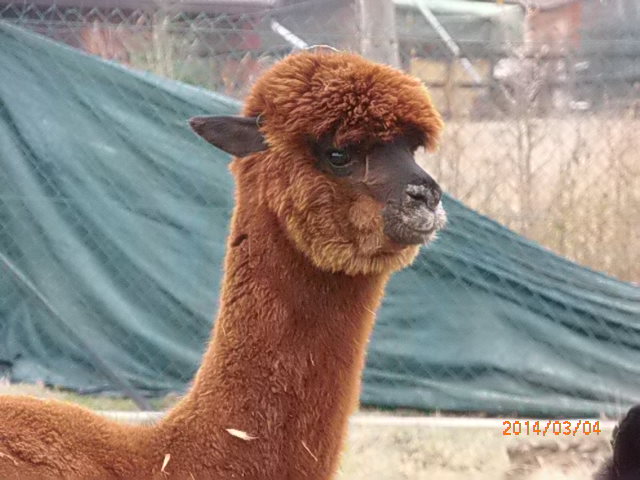 alpaki 004